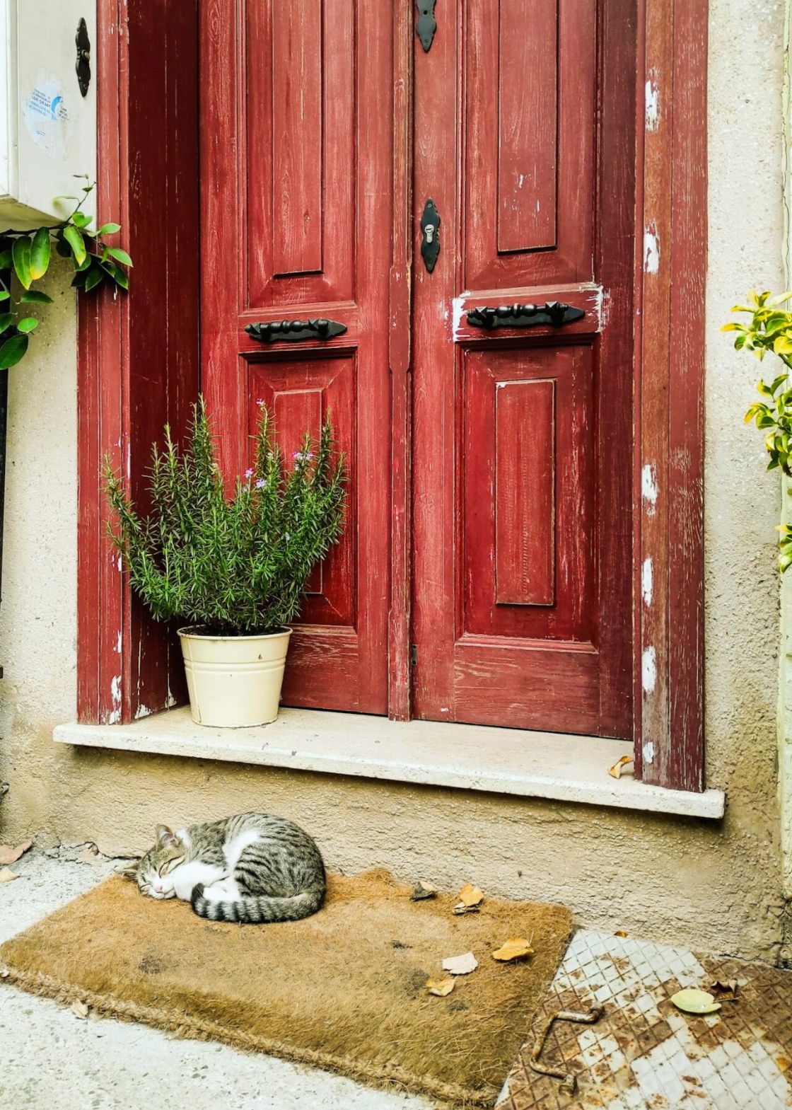 Bienvenida a casa